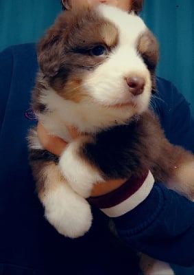 Les chiots de Berger Australien