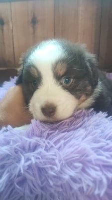 Les chiots de Berger Australien