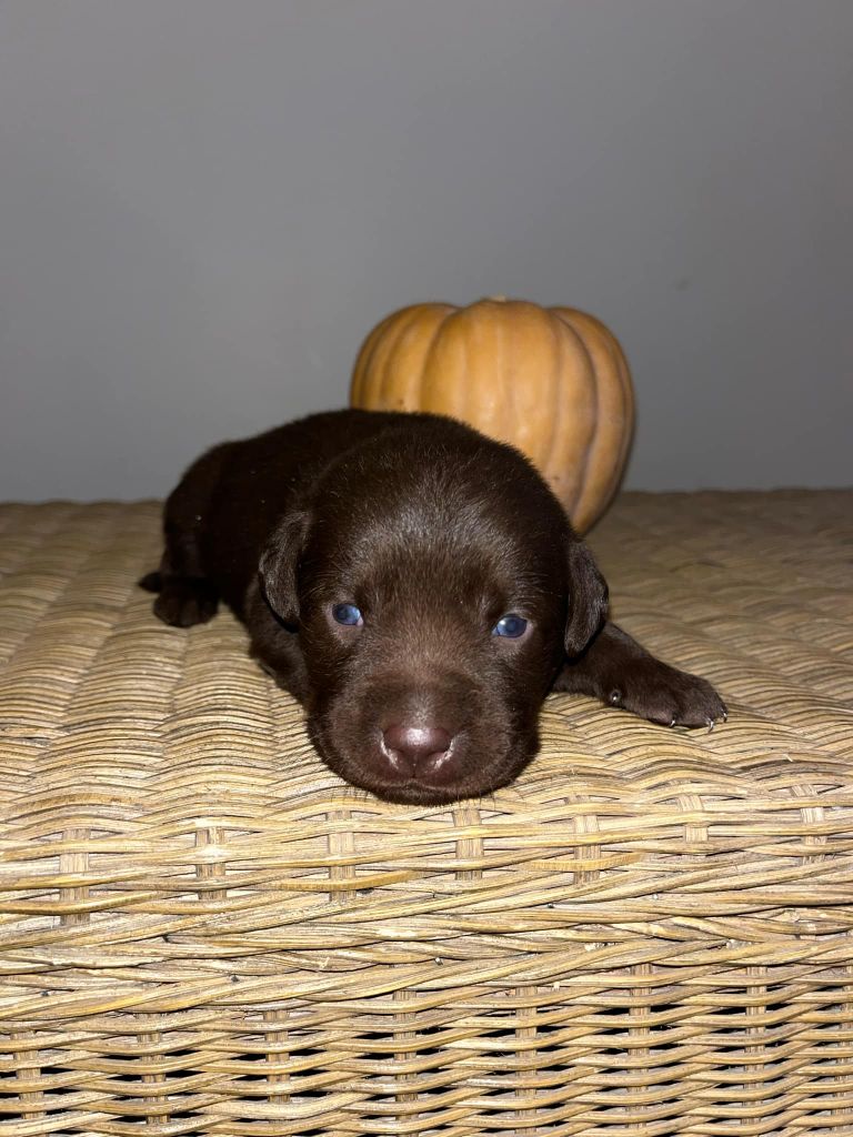 Femelle 5 - collier gris - Labrador Retriever