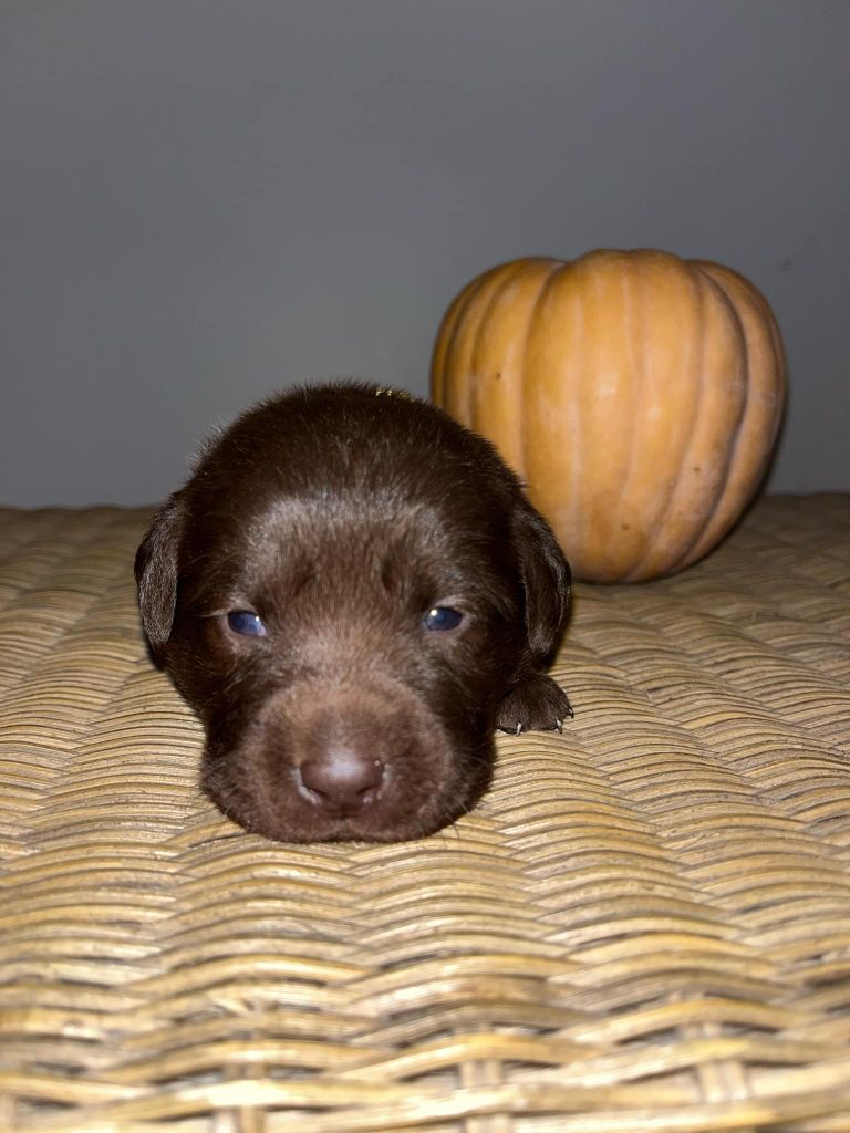 Femelle 1 - collier jaune - Labrador Retriever