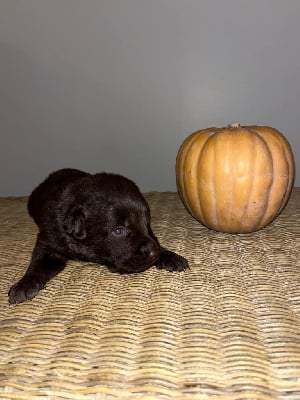 Les chiots de Labrador Retriever