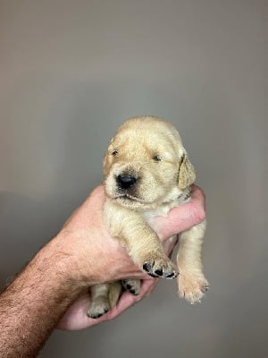 Les chiots de Golden Retriever