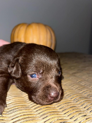 Les chiots de Labrador Retriever