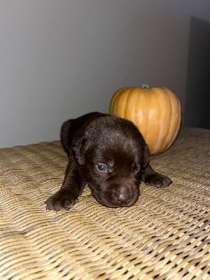 Les chiots de Labrador Retriever