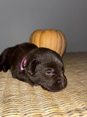 Les chiots de Labrador Retriever