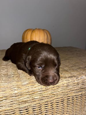 Les chiots de Labrador Retriever