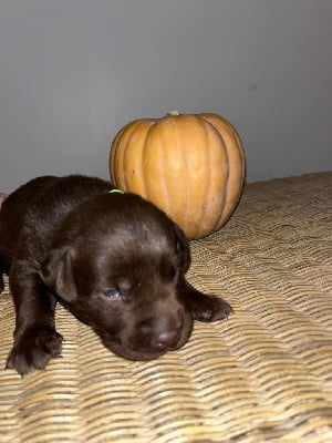 Les chiots de Labrador Retriever