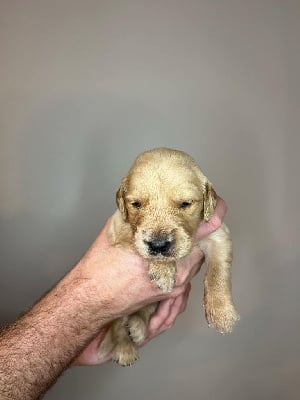 Les chiots de Golden Retriever