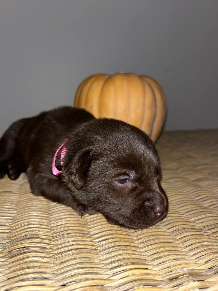 Femelle 4 - collier rose - Labrador Retriever