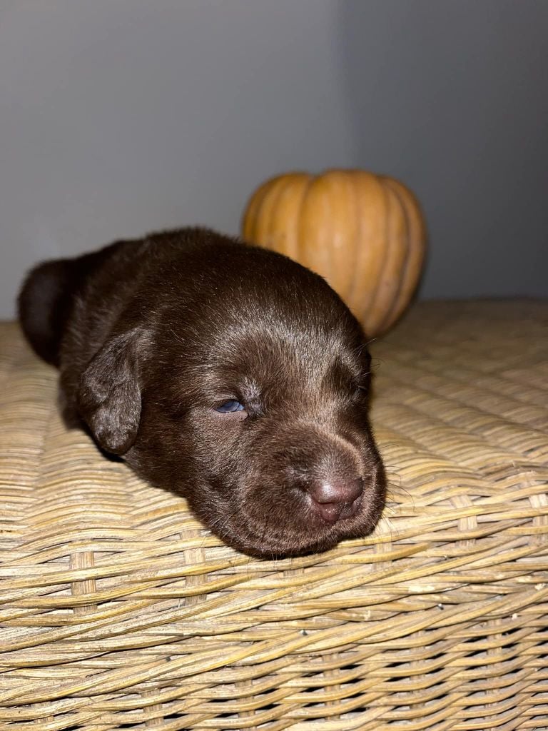 Femelle 2 - collier rouge - Labrador Retriever