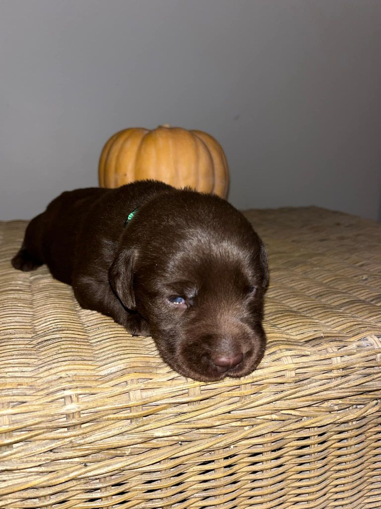 Mâle 2 - collier vert - Labrador Retriever