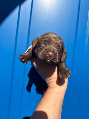 Les chiots de Cocker Spaniel Anglais