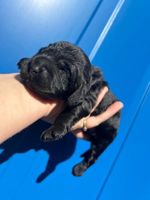 Victoire - Cocker Spaniel Anglais