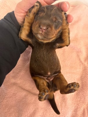 Les chiots de Cocker Spaniel Anglais