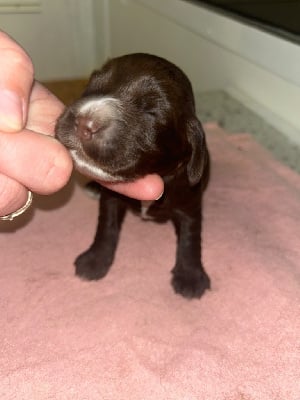 Les chiots de Cocker Spaniel Anglais