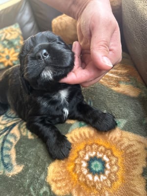 Les chiots de Cocker Spaniel Anglais