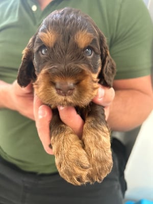 Les chiots de Cocker Spaniel Anglais