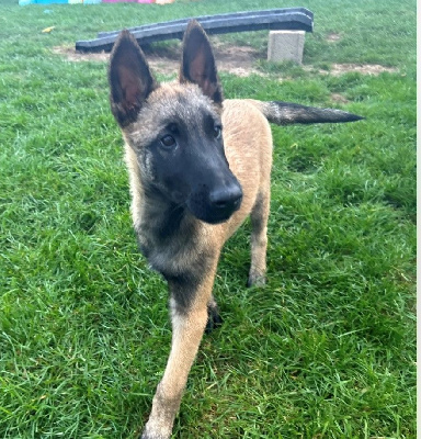 Les chiots de Berger Belge