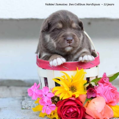 Les chiots de Chien finnois de Laponie