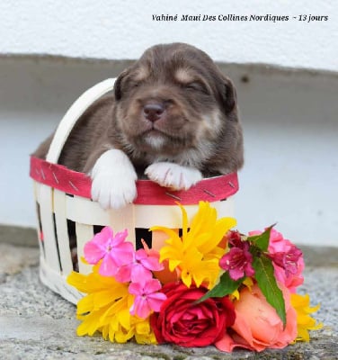 Les chiots de Chien finnois de Laponie