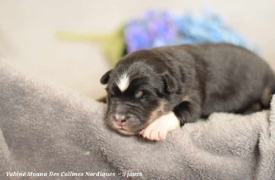 Les chiots de Chien finnois de Laponie