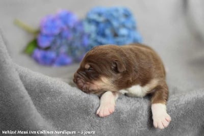 Les chiots de Chien finnois de Laponie