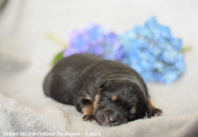 Les chiots de Chien finnois de Laponie