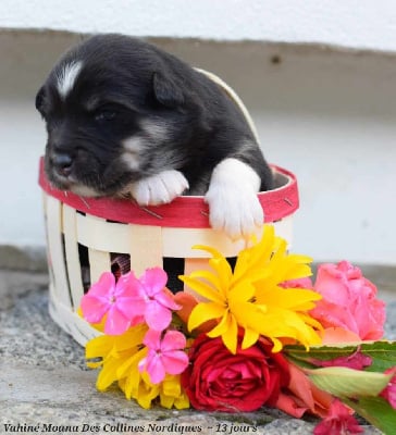 Les chiots de Chien finnois de Laponie