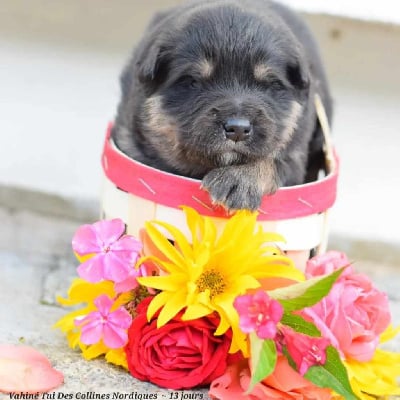 Les chiots de Chien finnois de Laponie