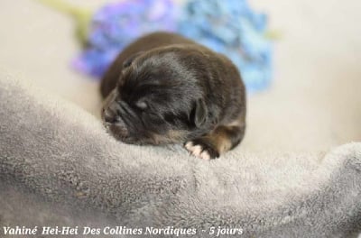 Les chiots de Chien finnois de Laponie