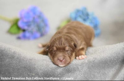 Les chiots de Chien finnois de Laponie