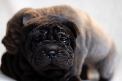 Les chiots de Shar Pei