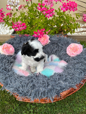 Les chiots de Bichon Havanais