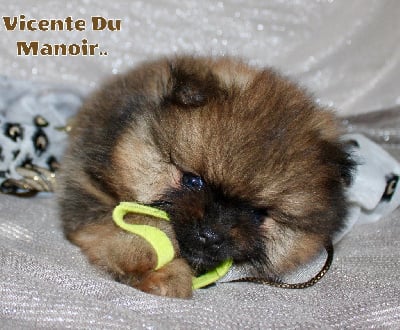 CHIOT 2 - Spitz allemand