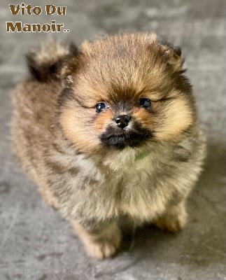 Les chiots de Spitz allemand