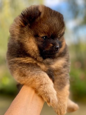 Les chiots de Spitz allemand