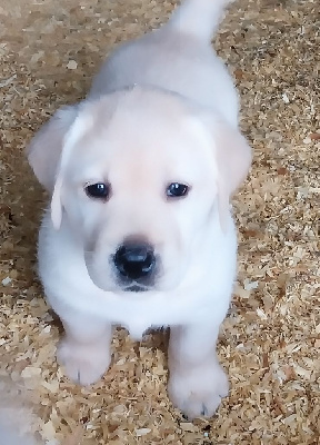 Les chiots de Labrador Retriever