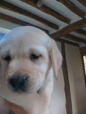 Les chiots de Labrador Retriever