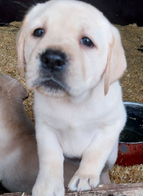 Les chiots de Labrador Retriever