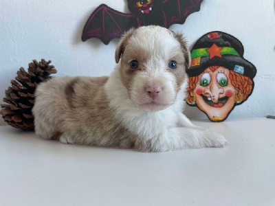 Les chiots de Berger Australien