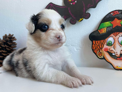 Les chiots de Berger Australien