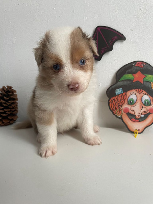 Les chiots de Berger Australien