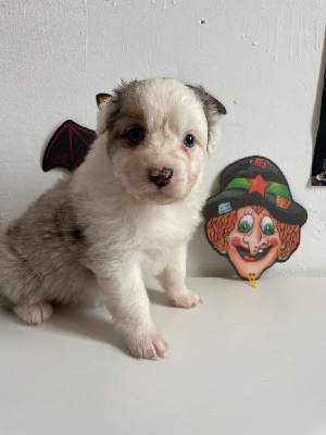 Les chiots de Berger Australien