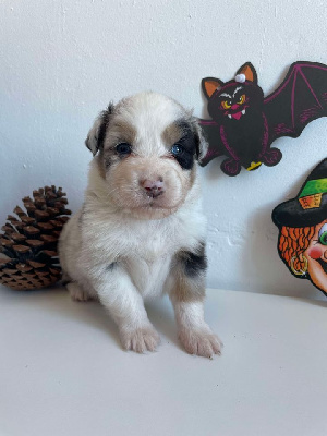 Les chiots de Berger Australien