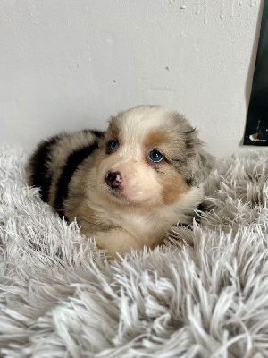 Les chiots de Berger Australien