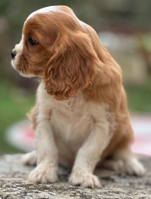 Les chiots de Cavalier King Charles Spaniel