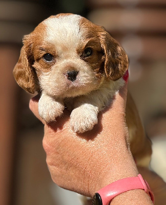 Les chiots de Cavalier King Charles Spaniel