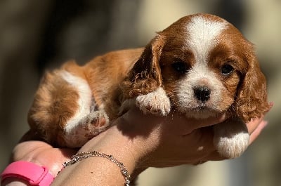 Les chiots de Cavalier King Charles Spaniel