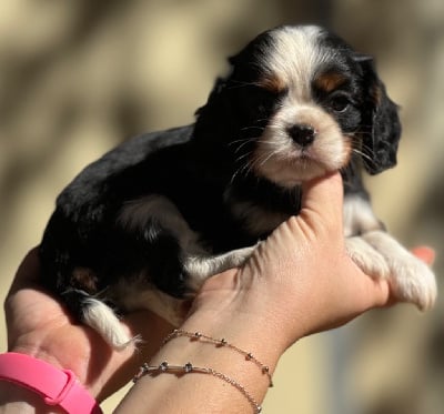 CHIOT 4 - Cavalier King Charles Spaniel