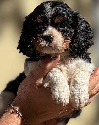 Les chiots de Cavalier King Charles Spaniel